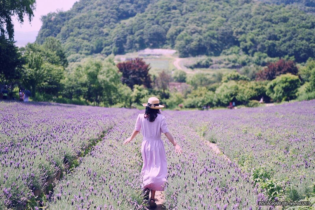 Hình ảnh: Lễ hội hoa lavender ở herb village Yeoncheon
