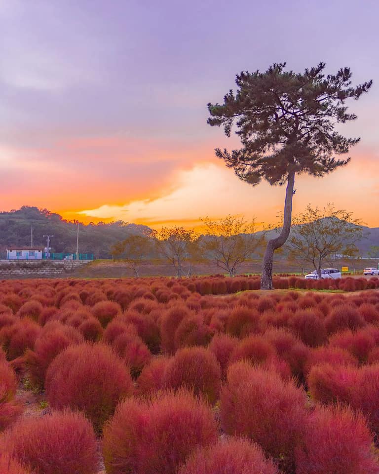 Cỏ đỏ “Kochia” ở công viên Uiryeong Chinsu