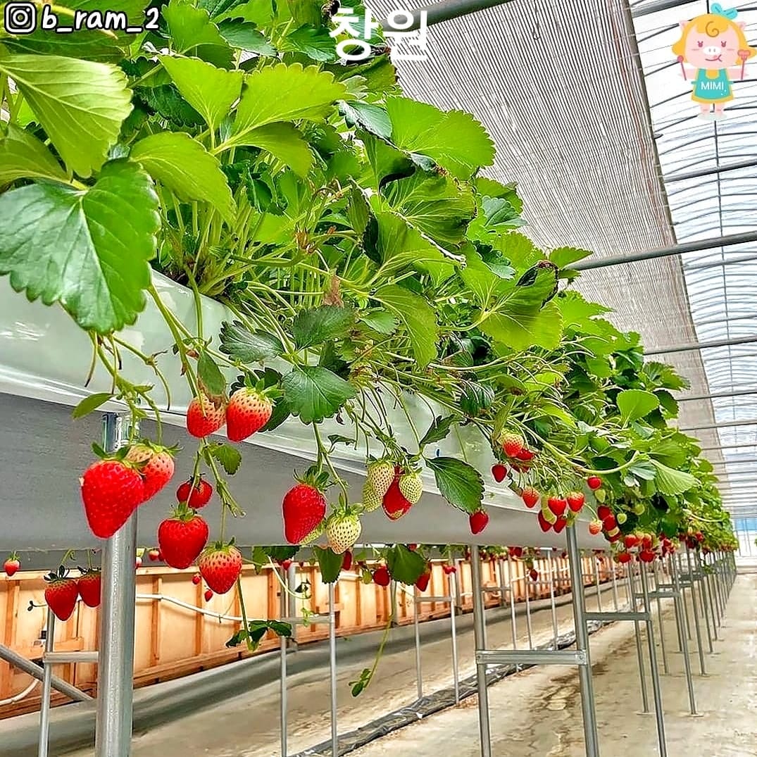 Trải nghiệm hái dâu tại vườn ở Changwon