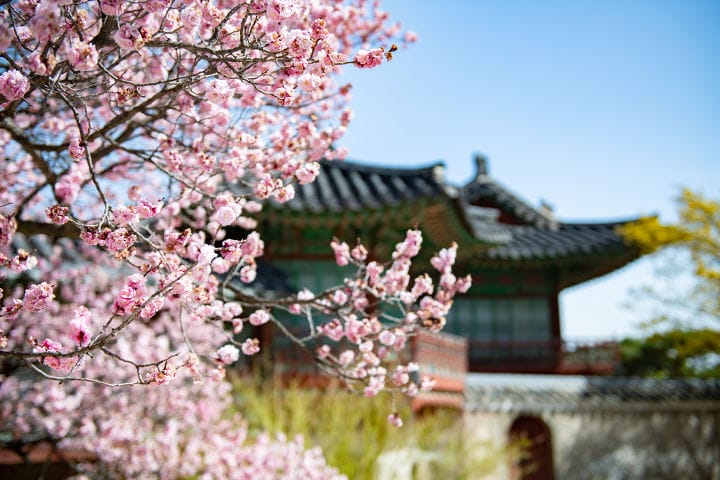 Cung Điện Changdeok mùa hoa đào nở