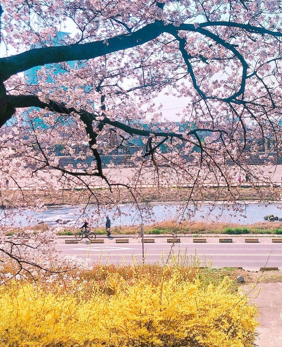 Cùng ngắm hoa anh đào ở Cheongju-si