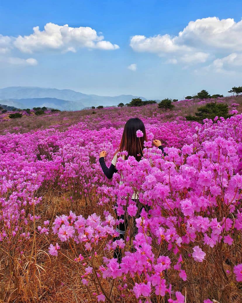 Hoa đỗ quyên trên đỉnh núi Biseul