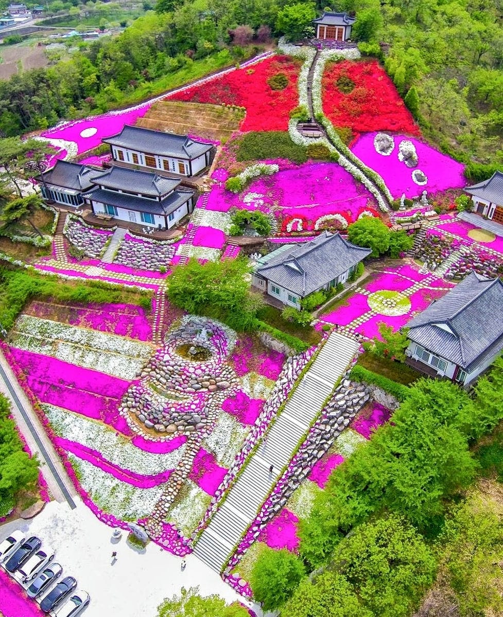 Hoa lưu ly tại chùa Daemyung rực rỡ tháng tư