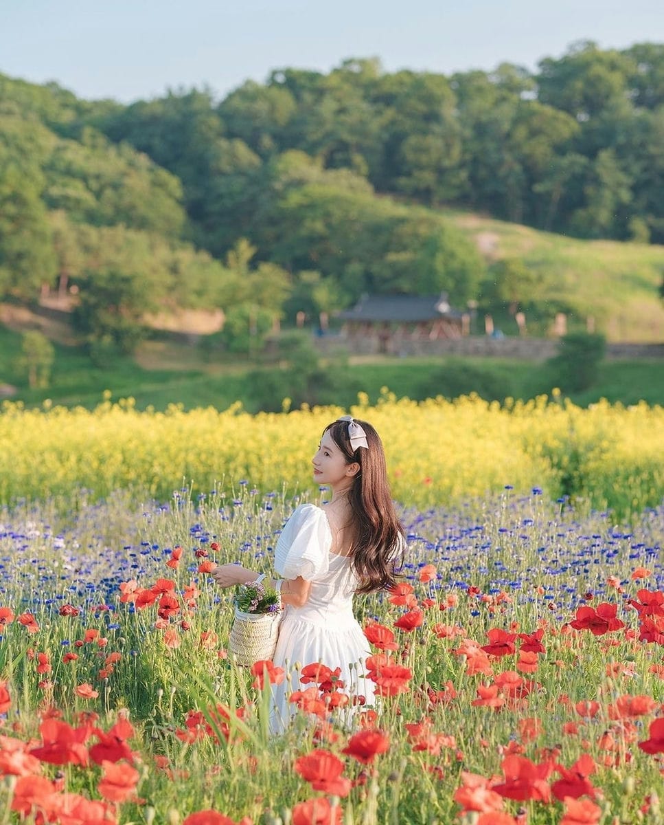 Vườn hoa đa sắc màu như trong cổ tích ở Gongju-si