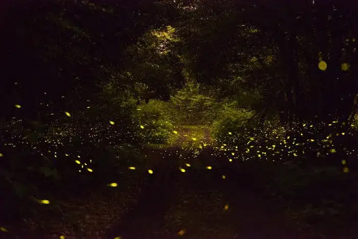 Lạc vào ‘khu rừng đom đóm’ kỳ ảo ở Hàn Quốc, đặc biệt nhất là hiện tượng chỉ xuất hiện cuối tháng 6