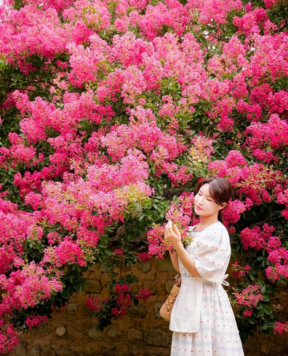 Ngắm hoa tường vi ở Daegu