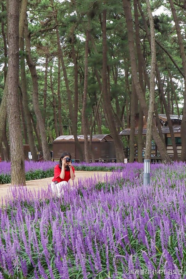 Chiêm ngưỡng khu rừng màu tím mộng mơ tại Chungcheongnam