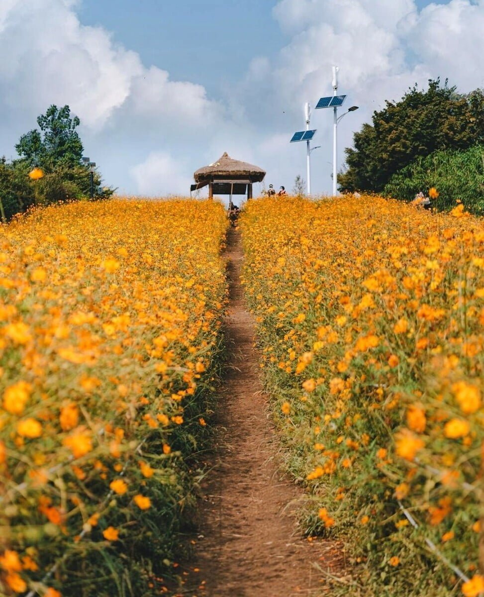 Cánh đồng hoa nháy vàng mơ mộng tại Seoul