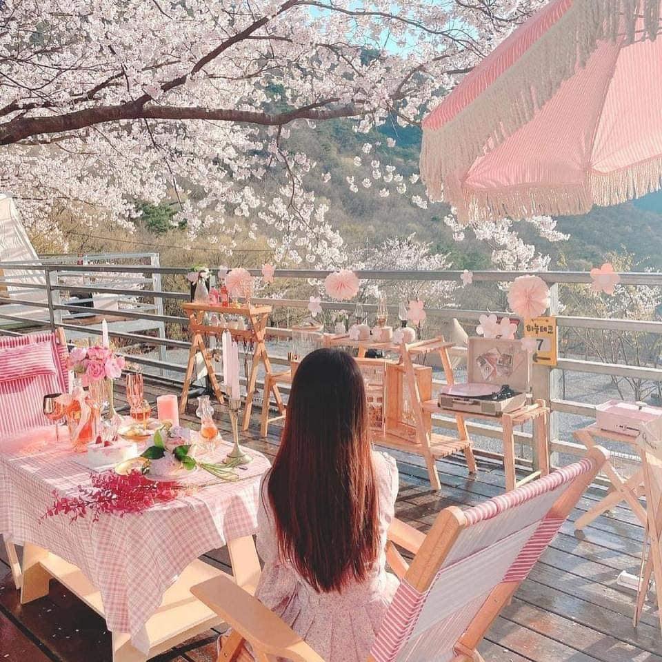 Khu cắm trại Sakura Camping giữa rừng hoa ở Gyeongnam