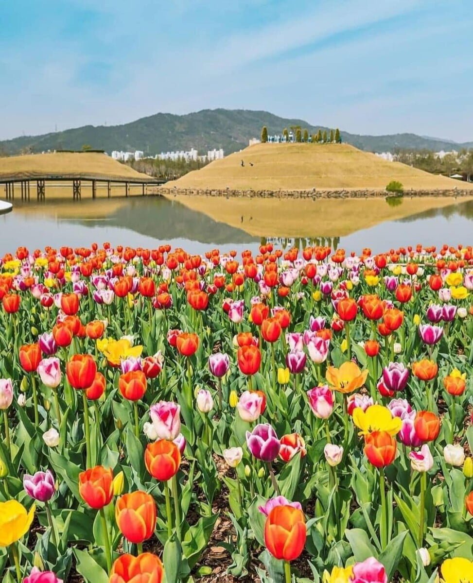 Ngắm vườn hoa quốc gia đẹp lung linh ở Jeonnam